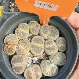 切糕一物一拍5275流水日轮