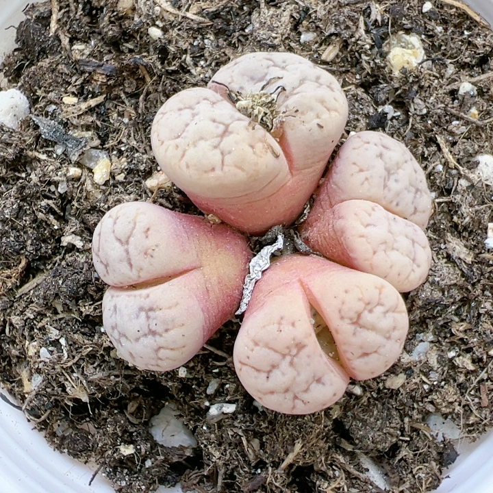 石生花屁股花多品种5257粉色四叶草5257云映