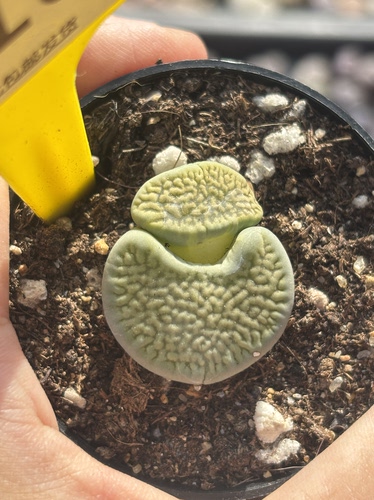 多肉植物南非彩色混合新手组合一物一拍绿富贵小怪418