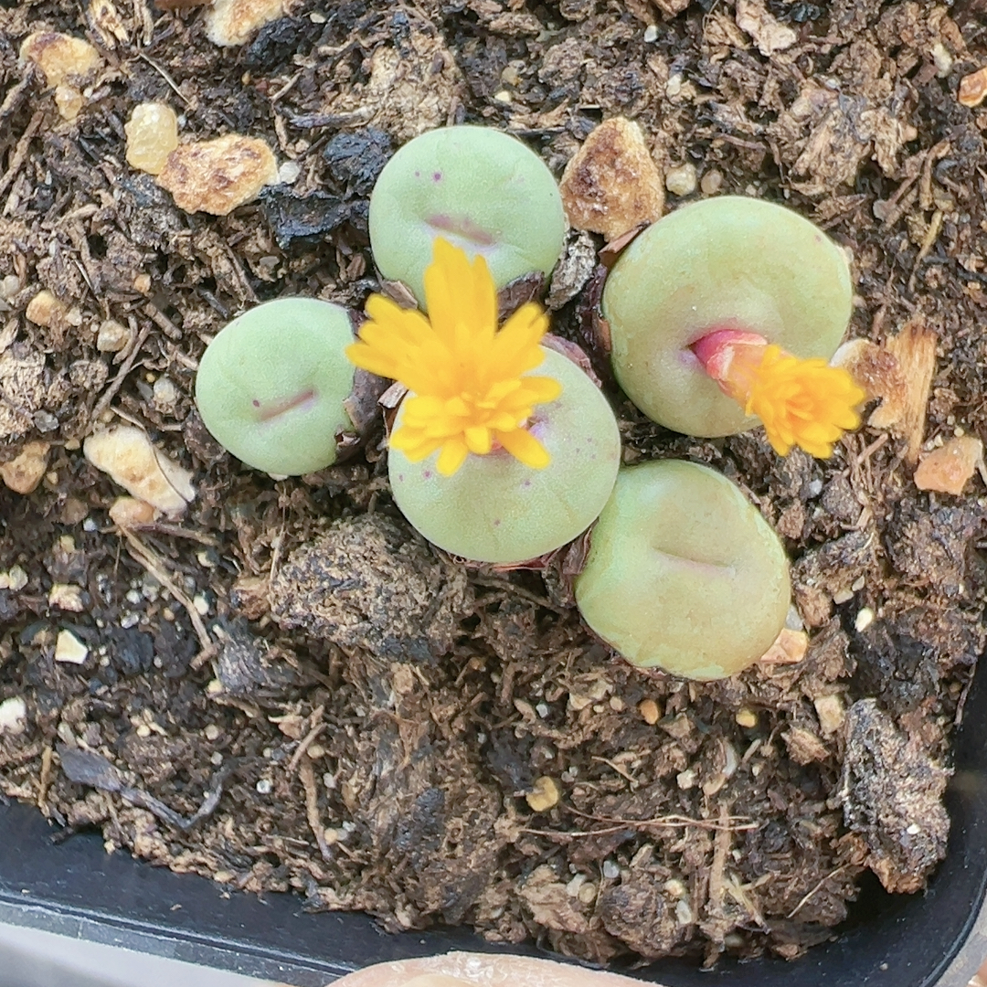 生石花切糕一物一拍5140秒