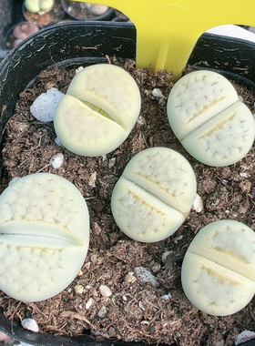 多品种混发精品多肉植物5523奶油寿丽