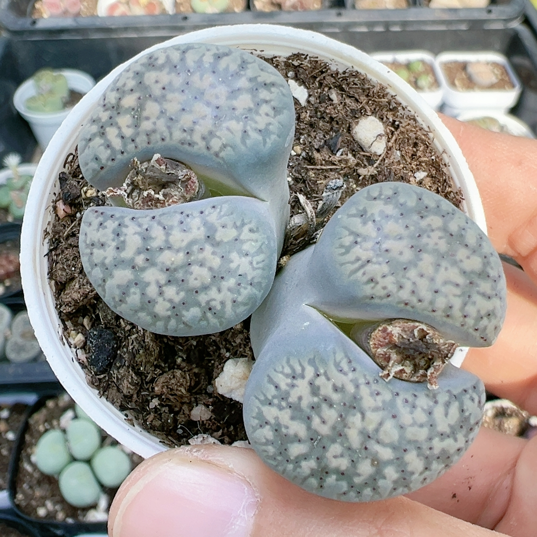 生石花切糕一物一拍5337