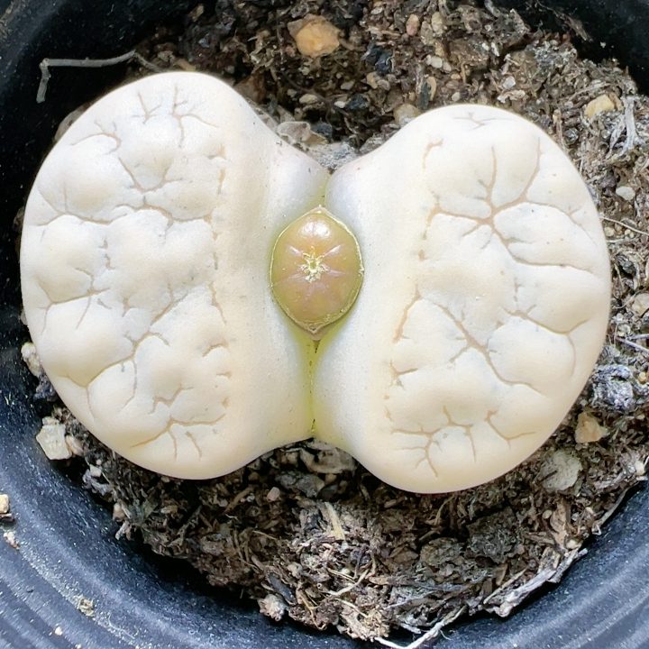 屁股花多品种混发精品多肉植物5188荒玉374