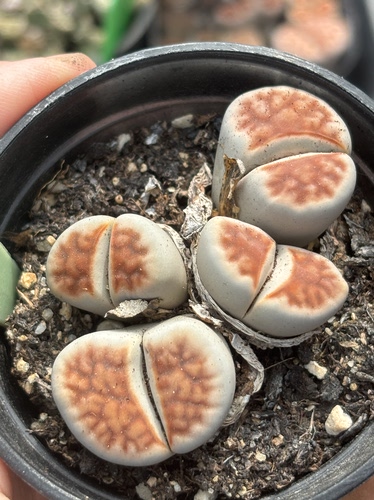 南非多肉植物一物一拍红窗花纹母本8748