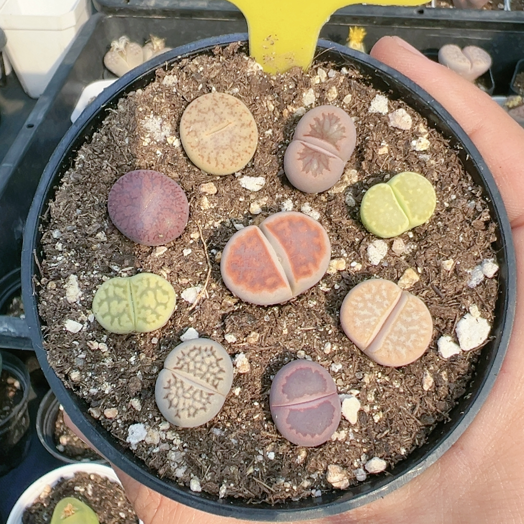 生石花切糕一物一拍4028