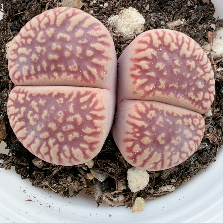 生石花切糕一物一拍5154红流水