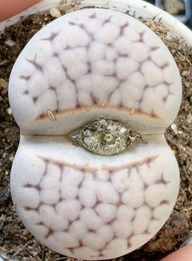 石生花屁股花4622网纹寿丽