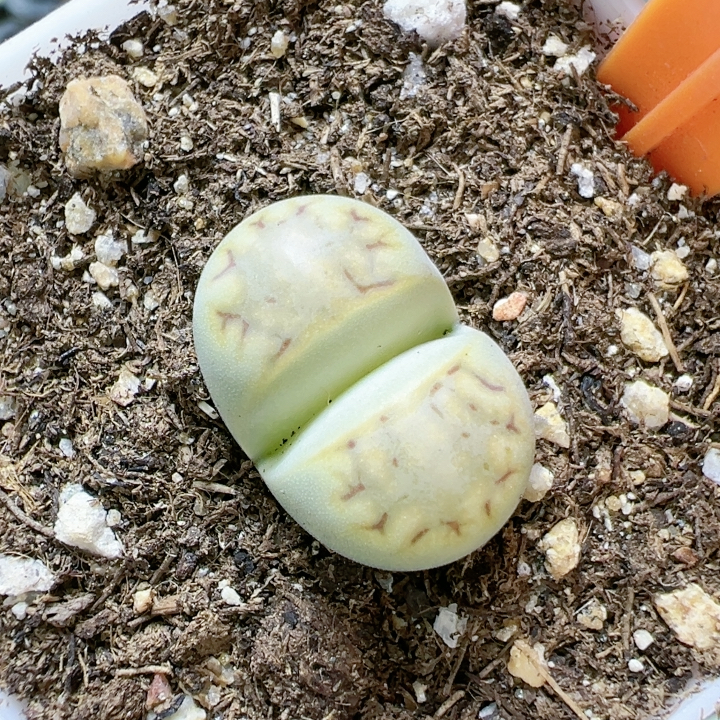 屁股花多品种混发精品5198黄绿饼干