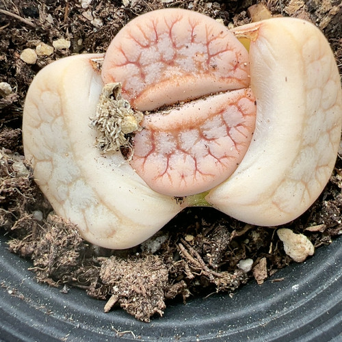 多肉植物番杏科6841荒玉