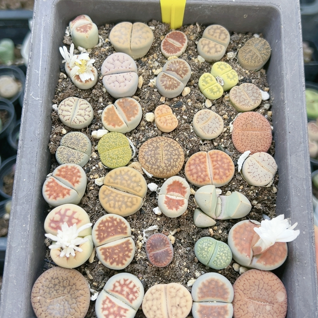 切糕一物一拍4141