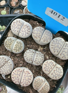 多品种混发精品多肉植物4012寿丽饼干