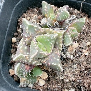 多肉植物大年份特价杂一物一拍3584怒涛