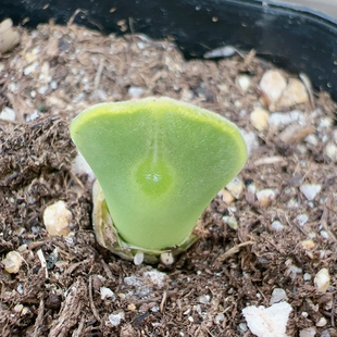 生石花切糕一物一拍6077大眼睛空蝉