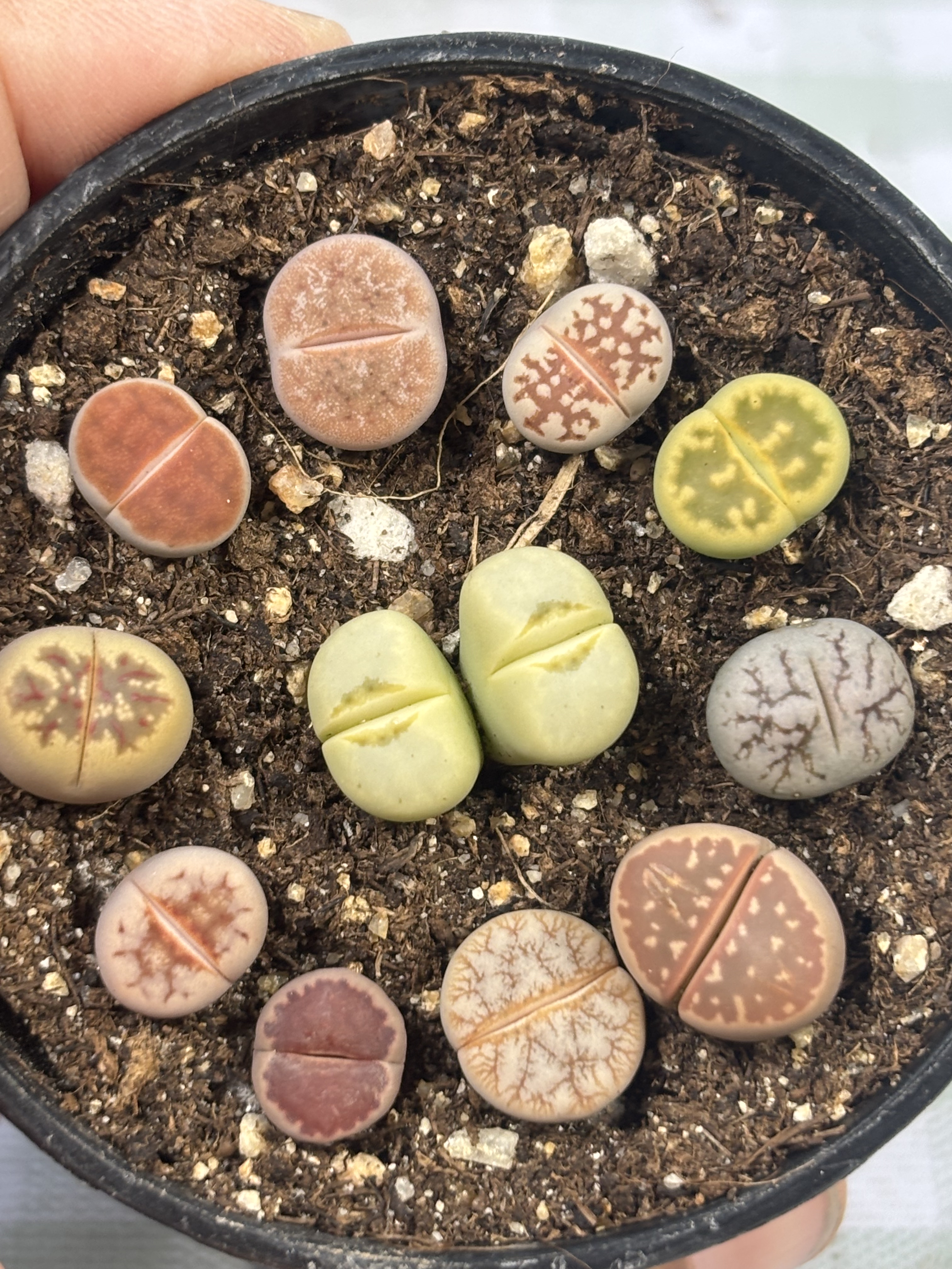 多品种混发精品一物一拍睫毛拿铁193