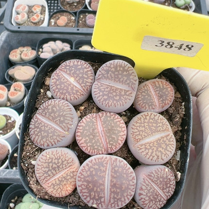 多肉植物大年份特价3848红流水