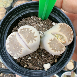 屁股花多品种混发精品多肉植物5378黄金饼干