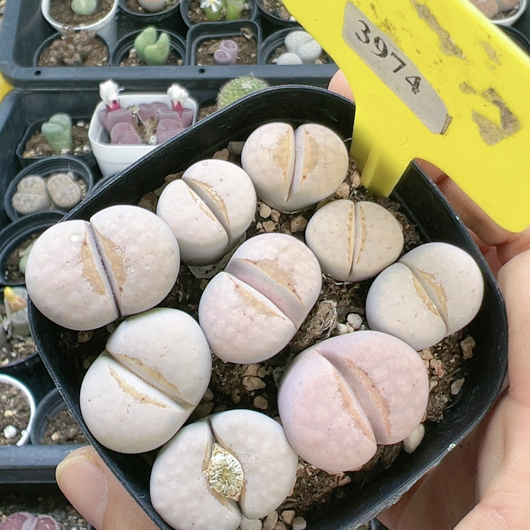 切糕一物一拍3974热唇