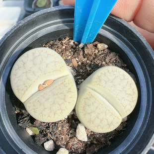 屁股花多品种混发精品多肉植物3721母本双头