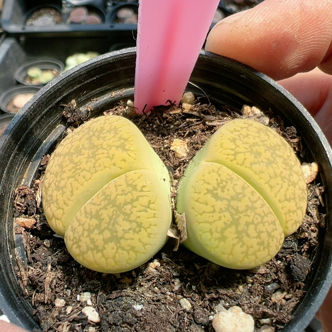 屁股花多品种混发精品多肉植物7902黄日轮