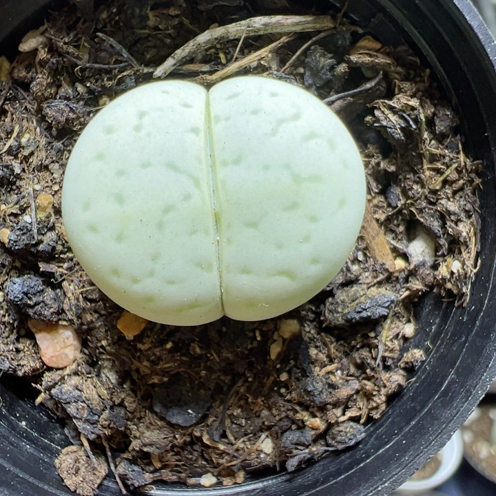 生石花切糕一物一拍4118绿绫耀