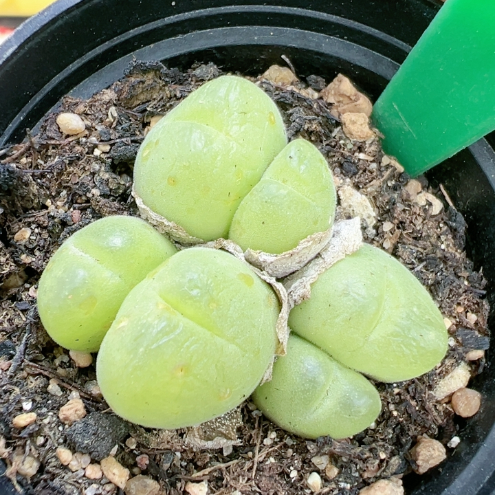 石生花屁股花5305短毛毛翠滴有疤秒杀