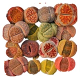 Volkswagen Stone Flower Taobao Live Link for Live