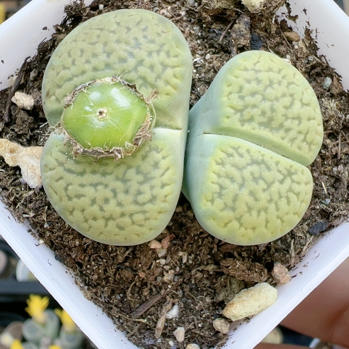 生石花石屁股花5014绿富贵