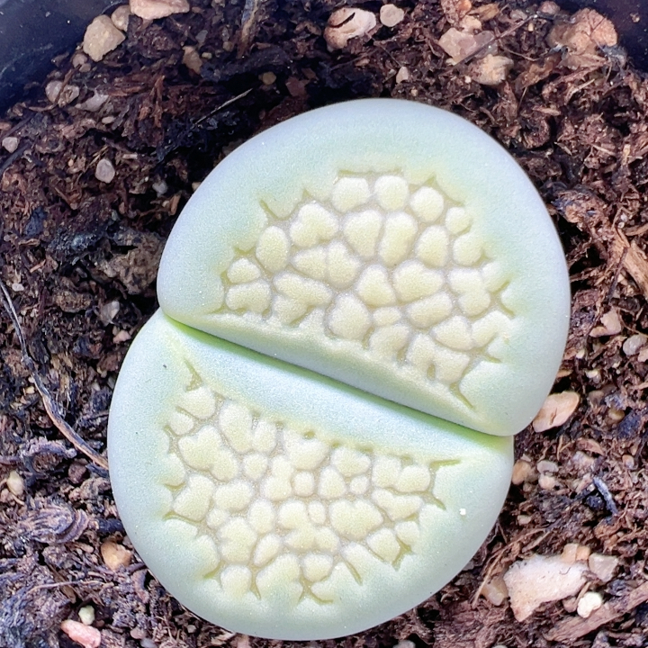 生石花切糕一物一拍4069绿巴厘