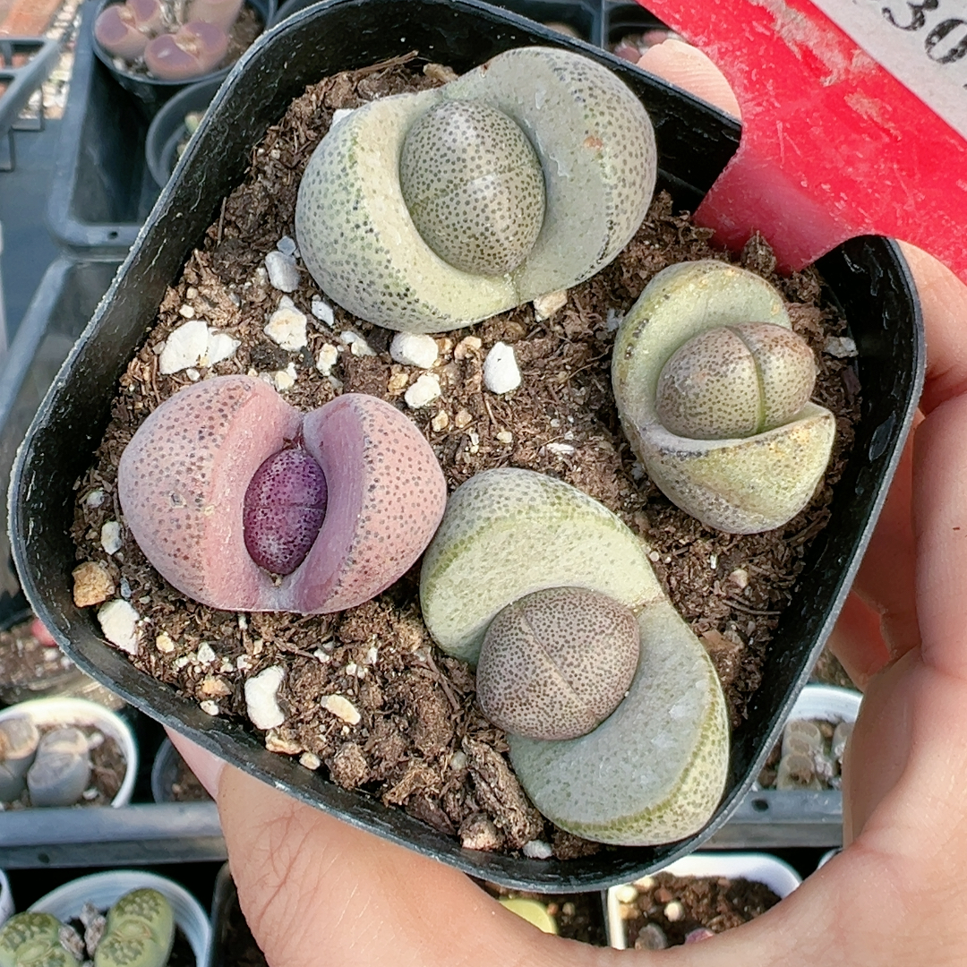 切糕一物一拍5307元宝