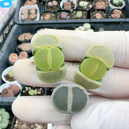 多肉植物大年份特价4463秒杀