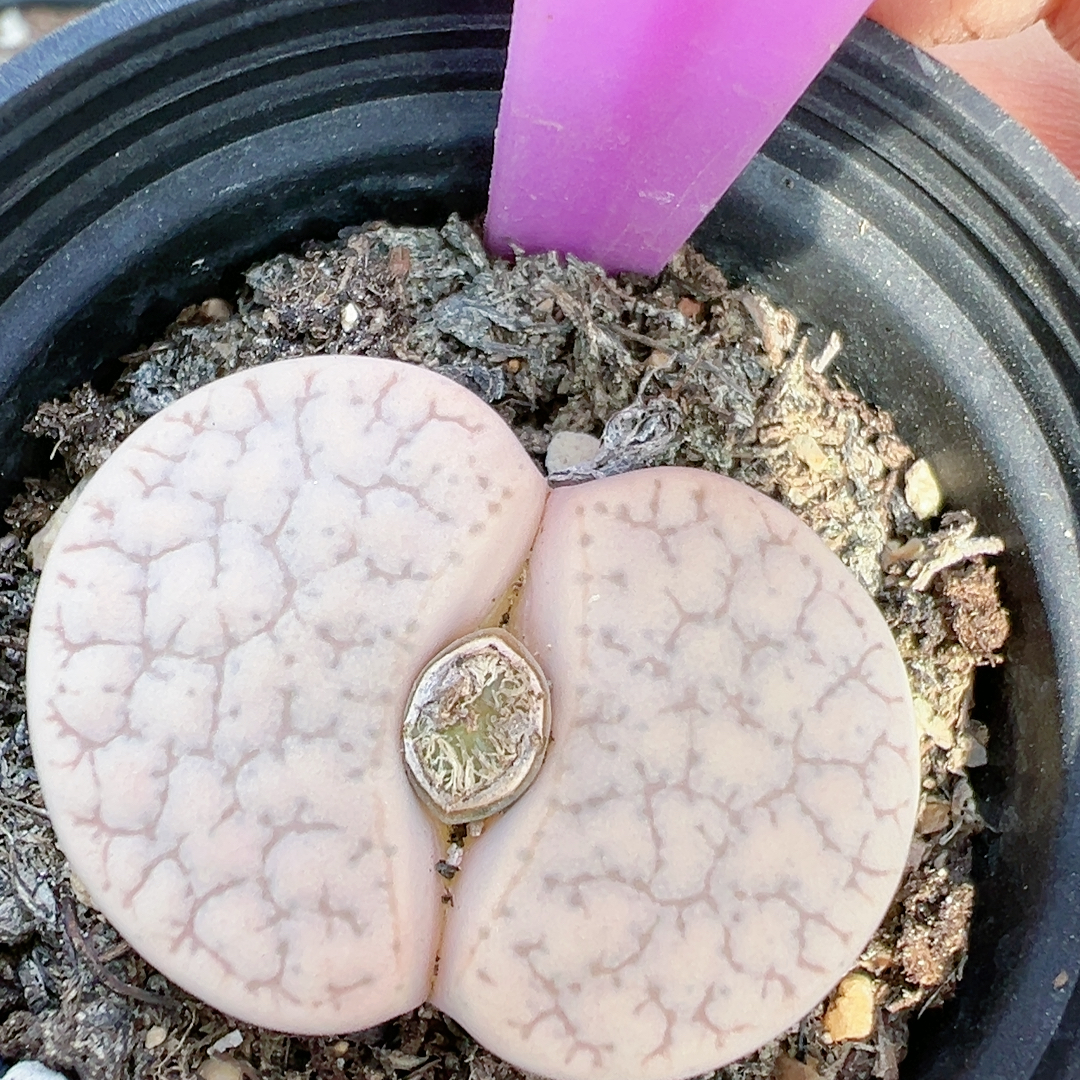 生石花母本繁育3年c262 粉荒5376