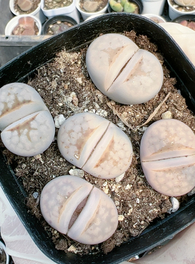 切糕一物一拍3749寿丽唇