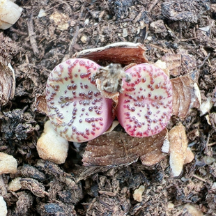 生石花切糕一物一拍6783霓虹安贞