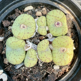 生石花切糕一物一拍5630火龙果安贞