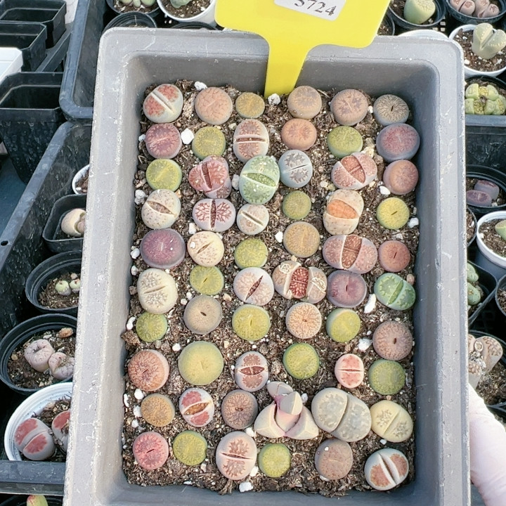 多品种混发精品多肉植物5742,鲜花速递/花卉仿真/绿植园艺,多肉植物,淘宝优惠券,粉丝福利购,淘宝优惠卷