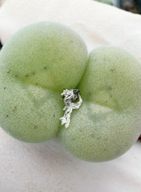 生石花切糕一物一拍4716空卡佛