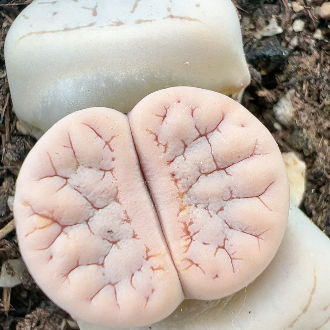 多品种混发精品多肉植物5745粉荒,鲜花速递/花卉仿真/绿植园艺,多肉植物,淘宝优惠券,粉丝福利购,淘宝优惠卷