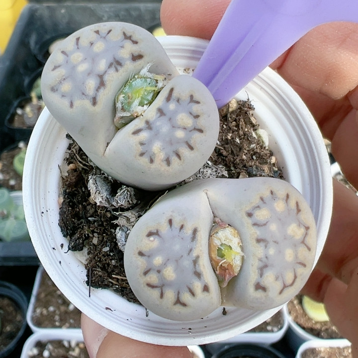 多品种混发精品多肉植物5342寿丽饼干,鲜花速递/花卉仿真/绿植园艺,多肉植物,淘宝优惠券,粉丝福利购,淘宝优惠卷