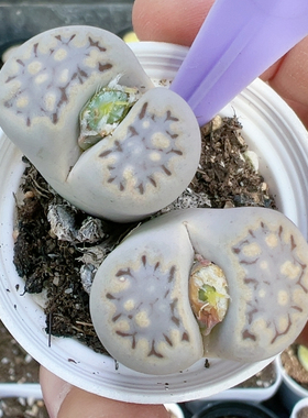 多品种混发精品多肉植物5342寿丽饼干