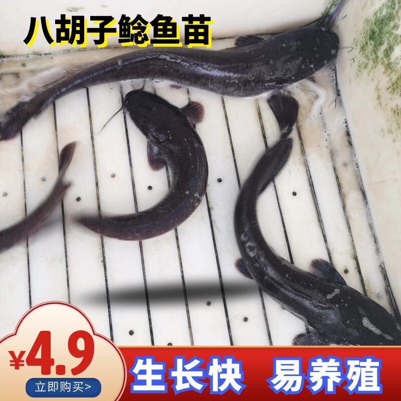 革胡子鲶埃及塘鲺鱼苗