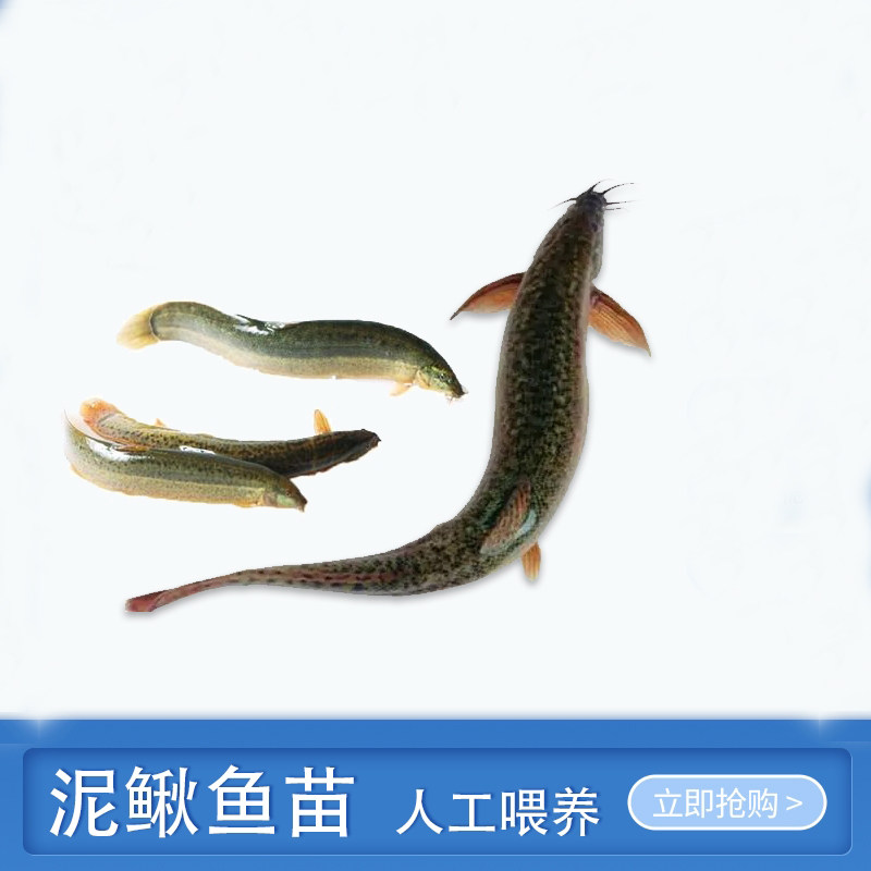 台湾泥鳅钓鱼苗本地青鳅金鳅鲜活筏钓鱼养殖淡水乌龟龙鱼宠物饲料