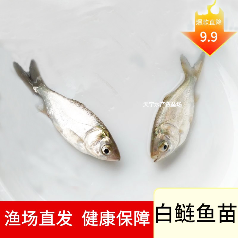 四大家鱼水鲢子鲢鳙鱼苗淡水白鲢