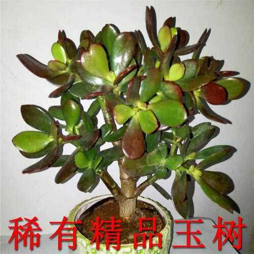 稀有品种玉树盆栽黄金花月紫叶玉树红边玉树多肉老桩植物