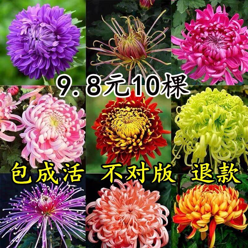 菊花盆栽四季庭院植物室内