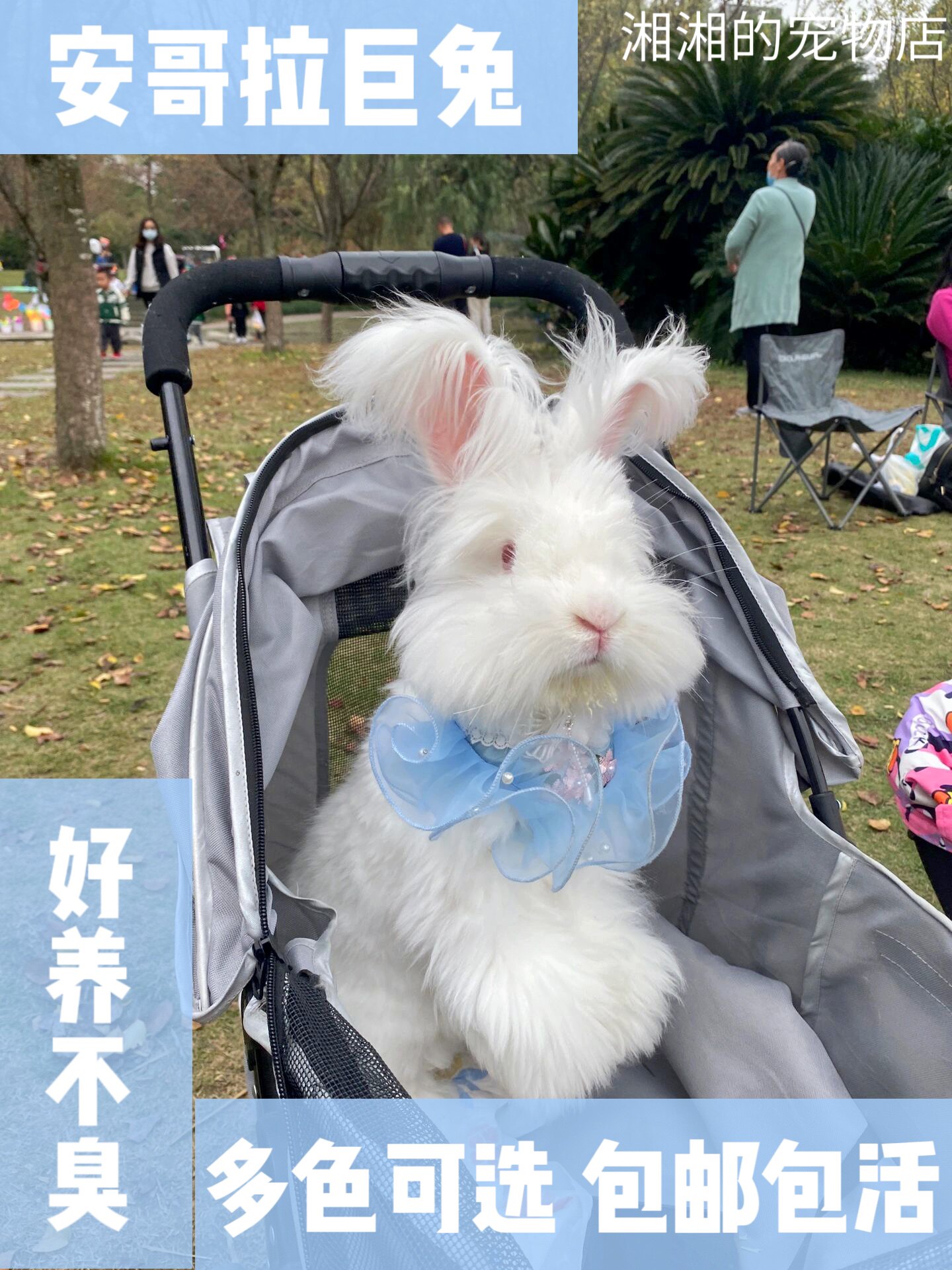 网红巨型安哥拉兔活体长毛兔英系彩色纯种大型宠物兔幼崽公母宿舍