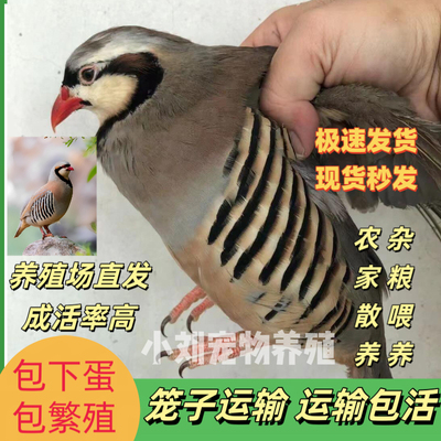 美国鹧鸪鸡活体石鸡呱呱鸡飞龙鸟宠物鸟活鸟飞嘎啦朶拉鸡活苗成年