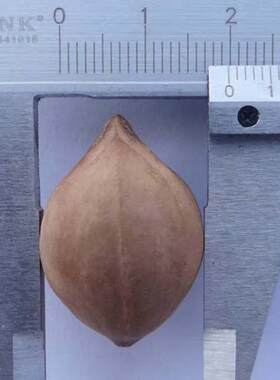 长盛榄庄橄榄核雕夹生料20颗短圆