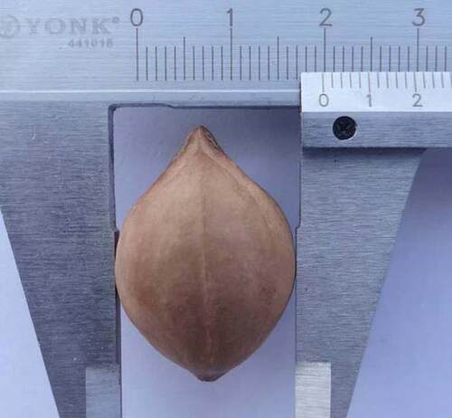 长盛榄庄橄榄核雕夹生料20颗短圆