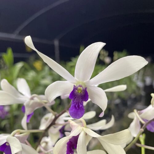 植家进口洋兰 【Dendrobium Mee Sang Nil 白色羚羊】