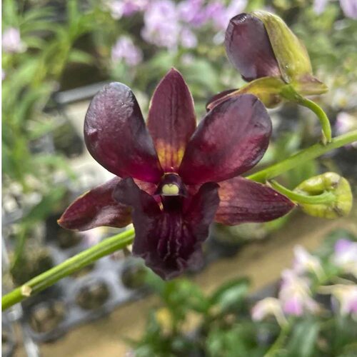 植家进口洋兰 【Dendrobium ‘Fire Phoenix’火凤凰】蜡质感